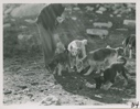 Image of Puppies at Cape York